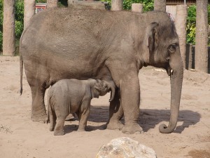 Chester Zoo