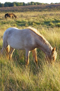 399px-Roan_New_Forest_Pony