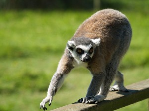 Blackpool Zoo