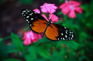 Butterfly