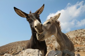 Donkey Sanctuary