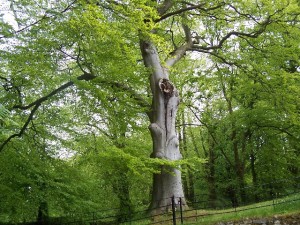 Geilston Gardens