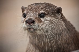 Asian Short-Clawed Otter