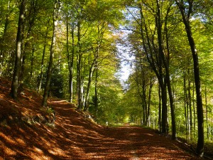 Queen Elizabeth Country Park