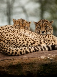 Whipsnade Zoo