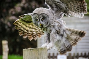 hawk