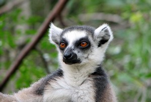 lemur