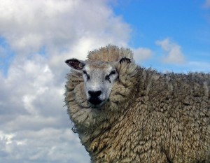 sheep