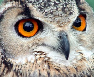 Owl