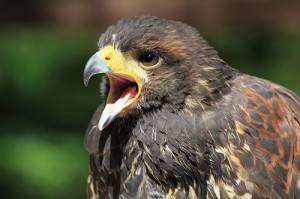 Northside Falconry - Grahame Bentley