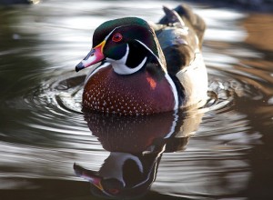 WWT - Pete Birkinshaw