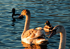 Cosmeston3